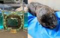 【京都水族館】オットセイ「ちのわ」1歳の誕生日utf-8