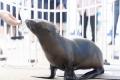 【京都水族館】オットセイ「ちのわ」1歳の誕生日utf-8