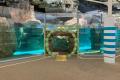 【京都水族館】オットセイ「ちのわ」1歳の誕生日utf-8