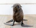 【京都水族館】オットセイ「ちのわ」1歳の誕生日utf-8