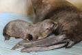 【京都水族館】オットセイ「ちのわ」1歳の誕生日utf-8