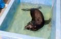 【京都水族館】オットセイ「ちのわ」1歳の誕生日utf-8