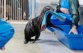 【京都水族館】オットセイ「ちのわ」1歳の誕生日utf-8