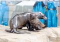 【京都水族館】オットセイ「ちのわ」1歳の誕生日utf-8