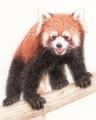 レッサーパンダと共に未来を考える体験型イベント｜「