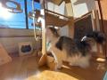 “猫を安心して預けられない”という悩みに応える。越谷