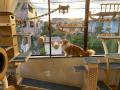 “猫を安心して預けられない”という悩みに応える。越谷