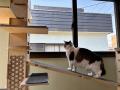 “猫を安心して預けられない”という悩みに応える。越谷