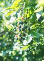 採って、食べる。夏のブルーベリー狩りを堀内果実園で
