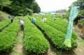 1200年の歴史を誇る兵庫県内随一の茶処でお茶を楽しむ