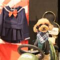 【室内開催で夏も安心】小型犬大集合「ワン上等Fes in