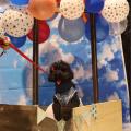 【室内開催で夏も安心】小型犬大集合「ワン上等Fes in