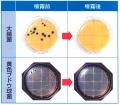 ハイブランドホテル、客船、航空機等のファシリティマ