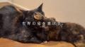 いなばペットフード　「CIAO ちゅ～る」2026年春の新C