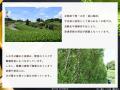 デイリーアロマジャパン、上質な宇治抹茶の和の香りを