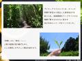 デイリーアロマジャパン、上質な宇治抹茶の和の香りを