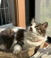 犬と猫が「絆」を見守る、千葉・富津の和心村に「和里