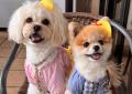 Dog Hug Lifeが「鼻ぺちゃ学園しゃくれ部 春のオフ会