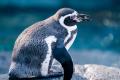 【動物園学会 設立】日本初の“動物園学”の基盤構築へ
