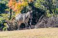 【動物園学会 設立】日本初の“動物園学”の基盤構築へ
