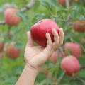 青森県発、新感覚 『 APPLE HIGHBALL 』 誕生! 青森県発、新感覚 『 APPLE HIGHBALL 』 誕生!