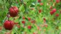 青森県発、新感覚 『 APPLE HIGHBALL 』 誕生! 青森県発、新感覚 『 APPLE HIGHBALL 』 誕生!