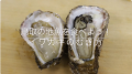 鳥取県産天然イワガキ「夏輝」・6月1日より今季初出荷
