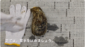 鳥取県産天然イワガキ「夏輝」・6月1日より今季初出荷