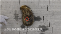 鳥取県産天然イワガキ「夏輝」・6月1日より今季初出荷