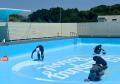 廃校のプールが新たに蘇る--高滝湖グランピングリゾー 廃校のプールが新たに蘇る--高滝湖グランピングリゾー