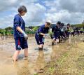 【田植えイベント】ぞうさんのうんち堆肥を活用した循 【田植えイベント】ぞうさんのうんち堆肥を活用した循