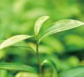 口内の菌のバランスを考える新オーラルケア「クレオ」