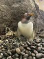ペンギンの子育てシーズン到来 ！ のんほいパークへ、