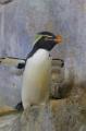 ペンギンの子育てシーズン到来 ！ のんほいパークへ、