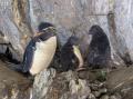 ペンギンの子育てシーズン到来 ！ のんほいパークへ、