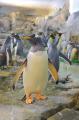 ペンギンの子育てシーズン到来 ！ のんほいパークへ、
