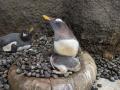 ペンギンの子育てシーズン到来 ！ のんほいパークへ、