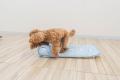 「冷たくて心地良い」と愛犬も大満足のレビュー4.45を 「冷たくて心地良い」と愛犬も大満足のレビュー4.45を