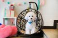 新潟の温泉リゾート宿「ゆとりろ越後湯沢」が愛犬同伴