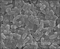 自社バラ園のバラ発酵成分に高い安全性を確認し特許登