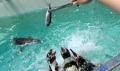 【下田海中水族館】大人気のペンギンイベント再開！～