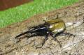 「触る！撮る！驚く！ふれあいカブトムシ・クワガタ昆