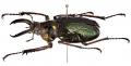 「触る！撮る！驚く！ふれあいカブトムシ・クワガタ昆