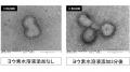 小林製薬のヨウ素研究が日本防菌防黴学会「論文賞」を
