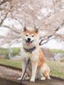 愛するペットとともに祈る時間。一畑山薬師寺「ペット