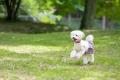 【愛犬と涼しく夏旅！夏季特別プラン最大15％OFF】1日