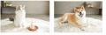 この子の“いつも元気”を、日々のケアで守る。犬・猫向