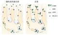 【横浜市立大学】慢性良性蛋白尿の発症機序の一utf-8