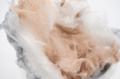 “猫の毛みたいな”わたあめ「おいしすぎる猫の毛utf-8