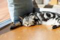 『リトルキティ・ビッグシティ～まいごの子猫の街さん